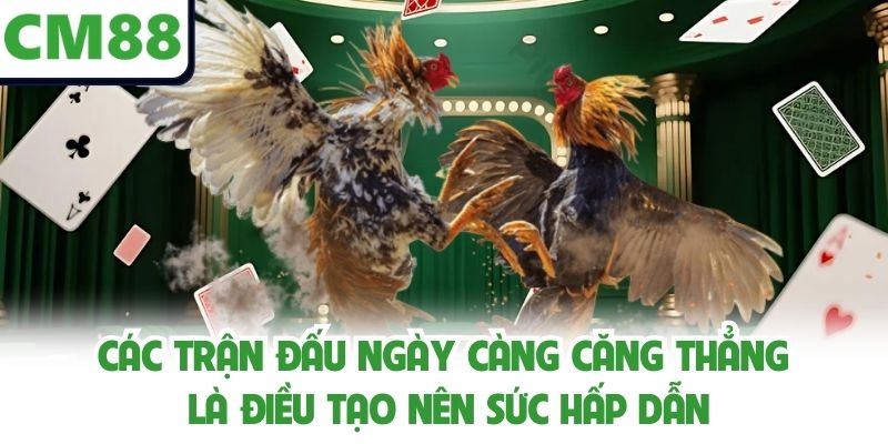 Các trận đấu ngày càng căng thẳng là điều tạo nên sức hấp dẫn