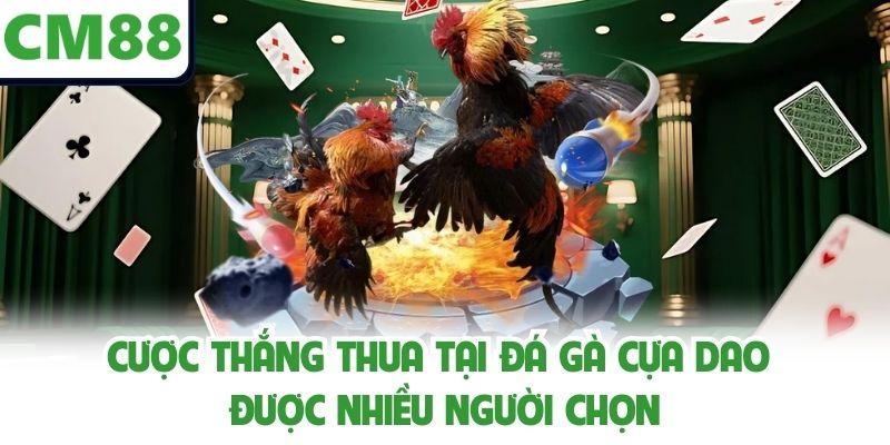 Cược thắng thua tại đá gà cựa dao được nhiều người chọn