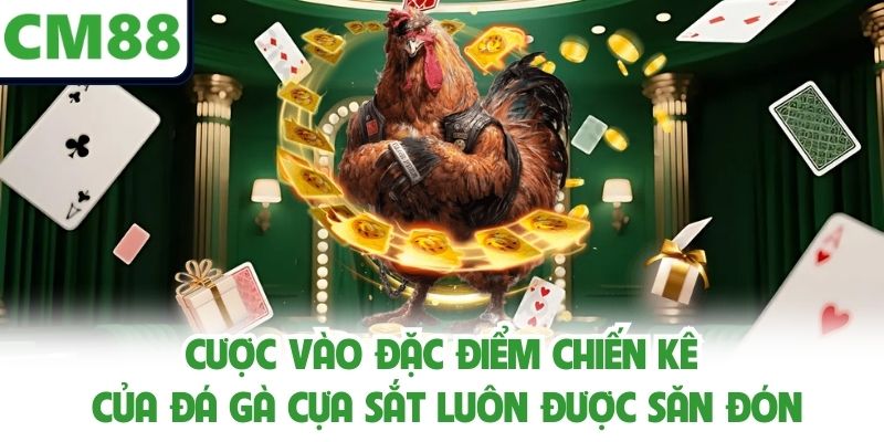 Cược vào đặc điểm chiến kê của đá gà cựa sắt luôn được săn đón