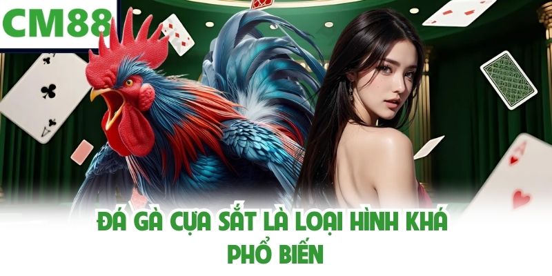 Đá gà cựa sắt là loại hình khá phổ biến